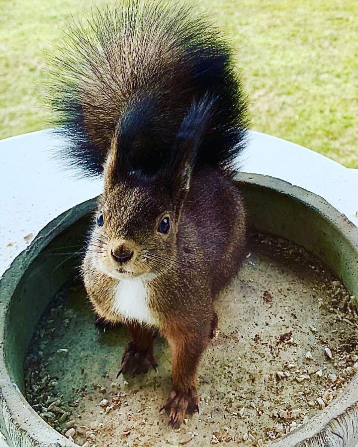 Fewo Fuchs Saig Lenzkirch Dış mekan fotoğraf